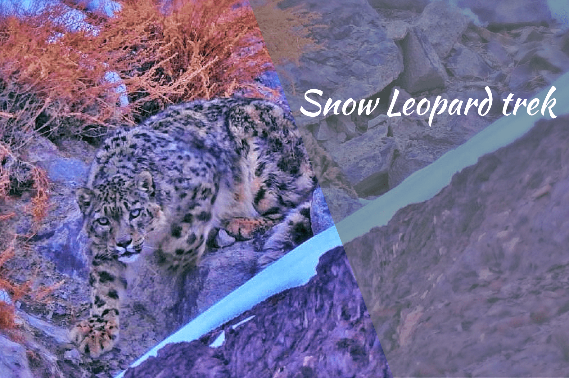 Snow Leopard trek