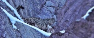 Snow Leopard Expedition Ladakh – 12N/13D