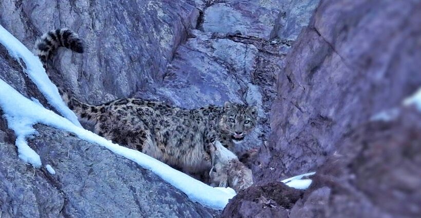 Snow Leopard Expedition Ladakh – 12N/13D